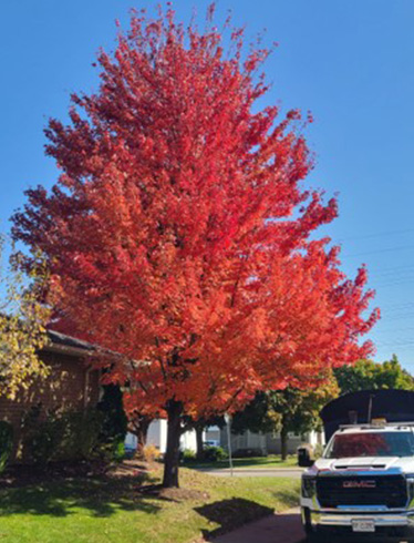 Chiefswood landscaping project